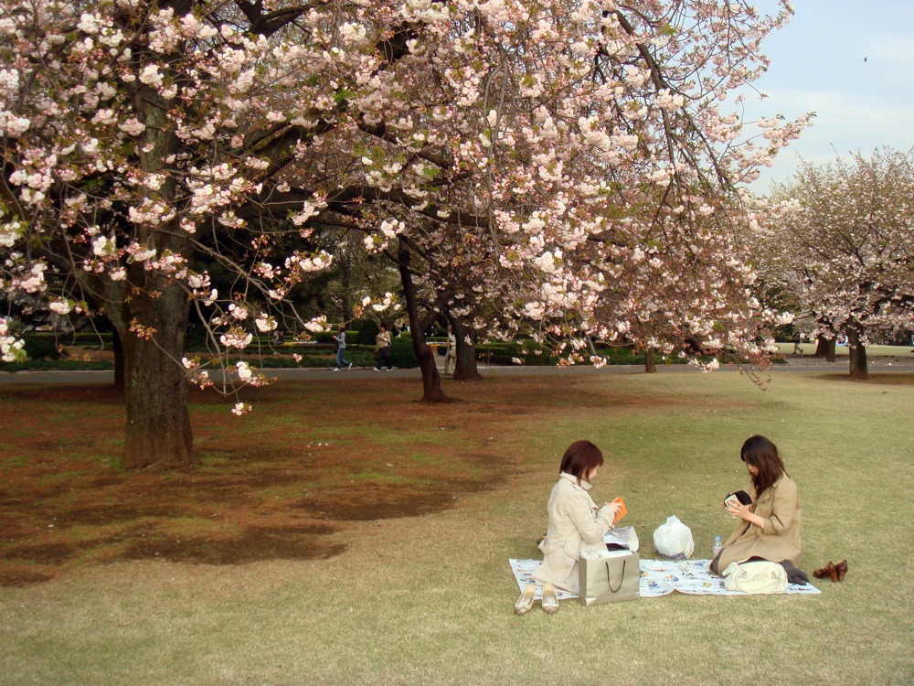 shinjuku_gyouen_hanami_04-7415521