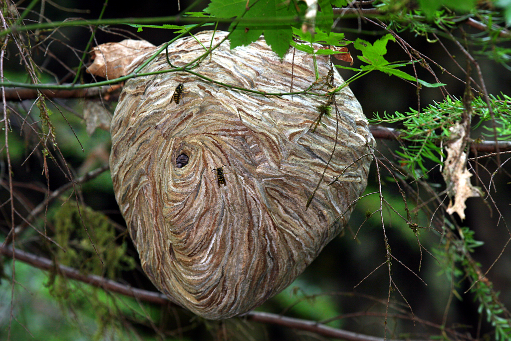 paper-wasp-nest.jpg