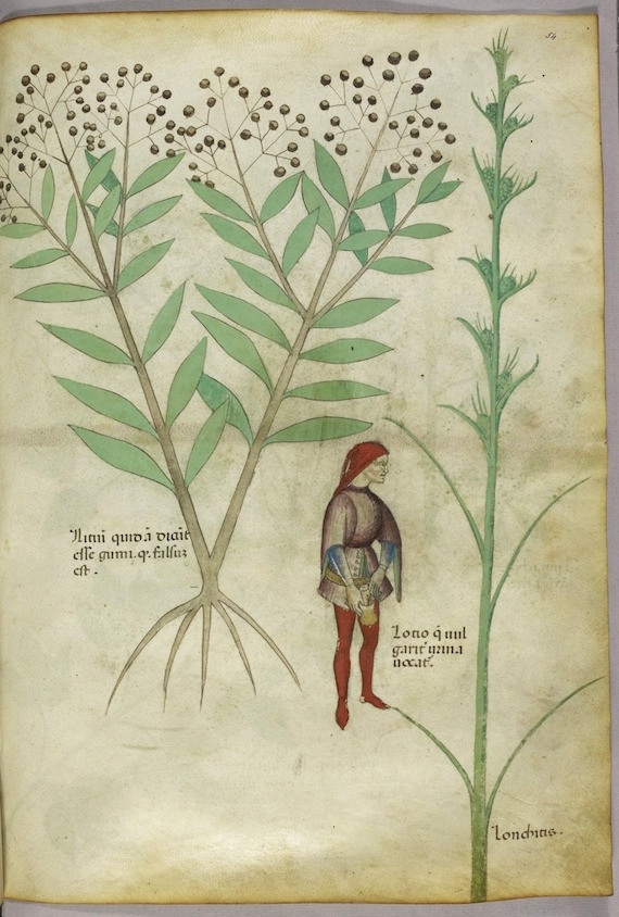 Tractatus De Herbis, A Medieval Medicinal Plant Guide - Aleph