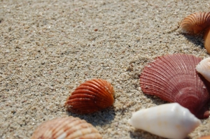 imagen1conchas