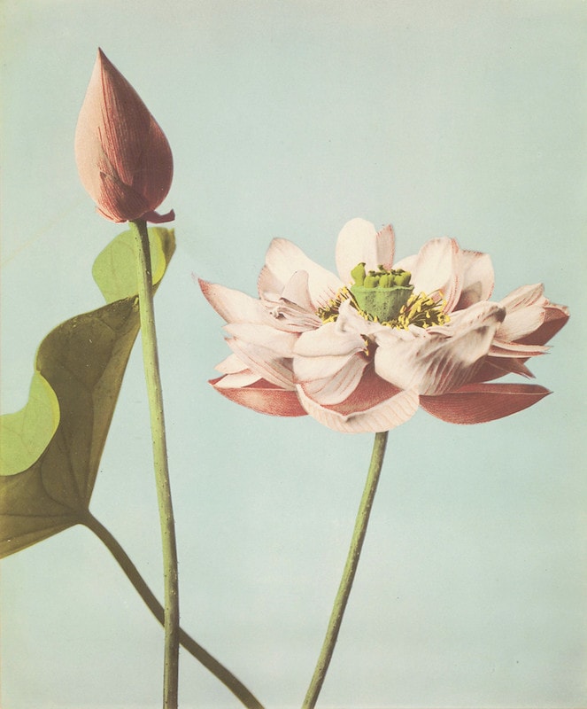 flores1