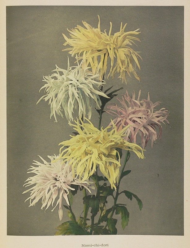 flores7
